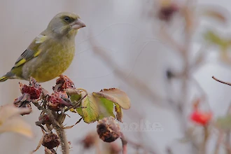 Greenfinch (Chloris chloris)