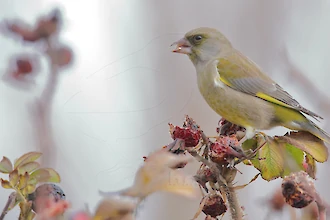 Greenfinch (Chloris chloris)