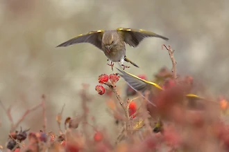 Greenfinch (Chloris chloris)