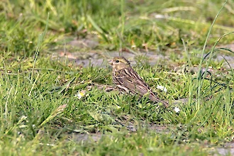Serin (Serinus serinus)