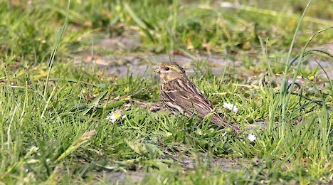 Finches