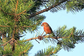 Parrot crossbill (Loxia pytyopsittacus)