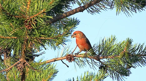 Finches