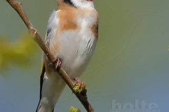 Goldfinch (Carduelis carduelis)