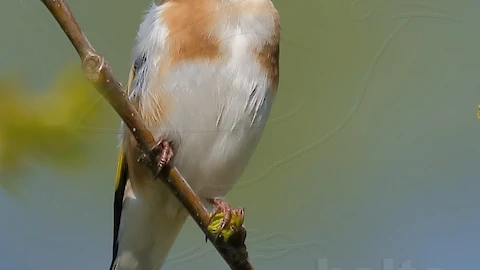 Stieglitz (Carduelis carduelis)