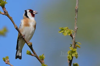 Goldfinch (Carduelis carduelis)