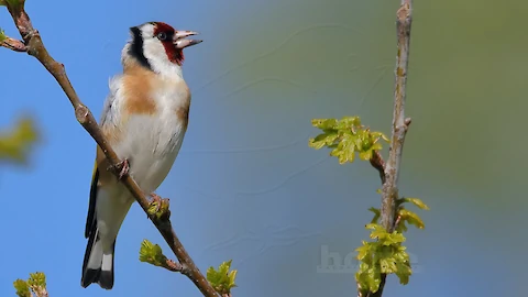 Stieglitz (Carduelis carduelis)