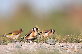 Stieglitz (carduelis carduelis)
