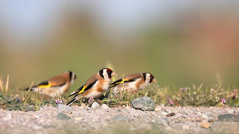 Stieglitz (carduelis carduelis)