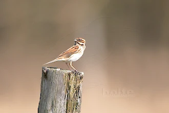 Rohrammer (Emberiza schoeniclus)