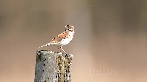 Rohrammer (Emberiza schoeniclus)