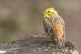 Goldammer (Emberiza citrinella)