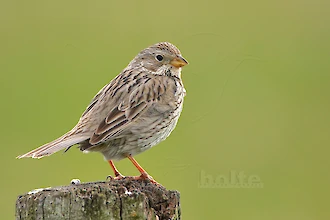 Grauammer (Emberiza calandra)