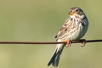 Grauammer (Emberiza calandra)