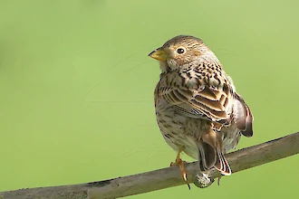 Grauammer (Emberiza calandra)