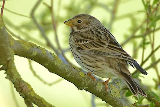 Grauammer (Emberiza calandra)
