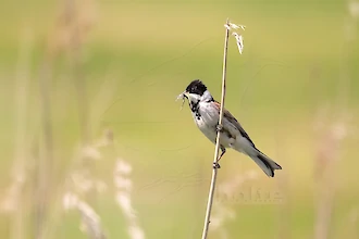Rohrammer (Emberiza schoeniclus)