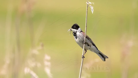 Rohrammer (Emberiza schoeniclus)