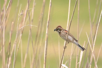 Rohrammer (Emberiza schoeniclus)