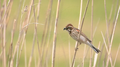 Rohrammer (Emberiza schoeniclus)