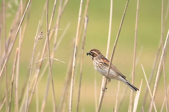 Rohrammer (Emberiza schoeniclus)