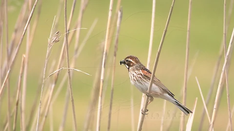Rohrammer (Emberiza schoeniclus)