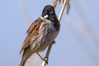 Rohrammer (Emberiza schoeniclus)