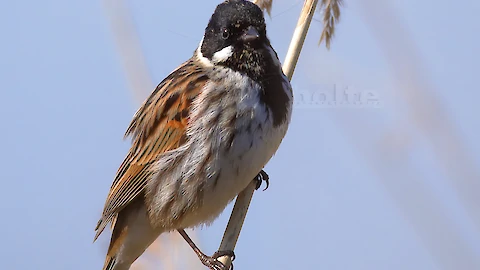 Rohrammer (Emberiza schoeniclus)