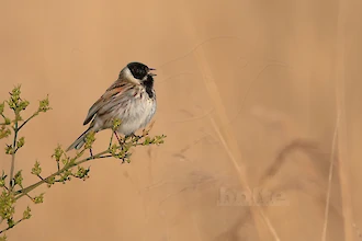 Rohrammer (Emberiza schoeniclus)
