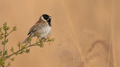Rohrammer (Emberiza schoeniclus)