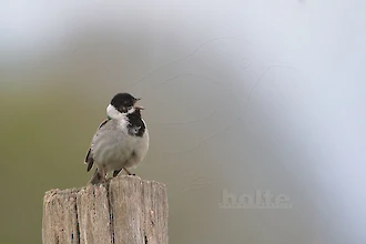 Rohrammer (Emberiza schoeniclus)