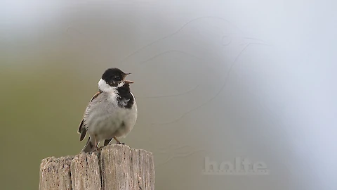 Rohrammer (Emberiza schoeniclus)