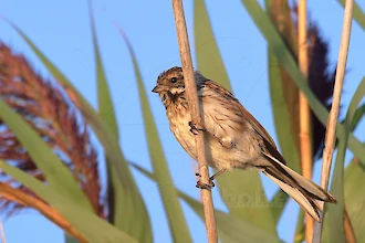 Rohrammer (Emberiza schoeniclus)