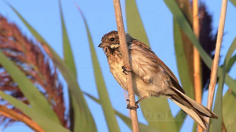 Rohrammer (Emberiza schoeniclus)