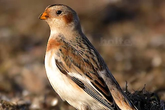 Schneeammer (Plectrophenax nivalis)