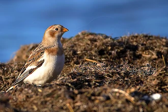 Schneeammer (Plectrophenax nivalis)