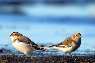 Schneeammer (Plectrophenax nivalis)