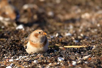 Schneeammer (Plectrophenax nivalis)