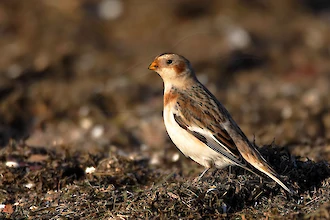 Schneeammer (Plectrophenax nivalis)