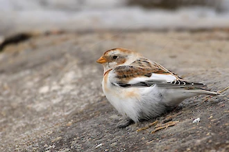 Schneeammer (Plectrophenax nivalis)