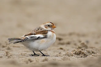 Schneeammer (Plectrophenax nivalis)