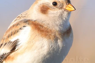 Schneeammer (Plectrophenax nivalis)