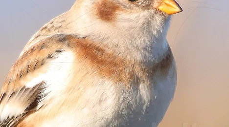 Buntings