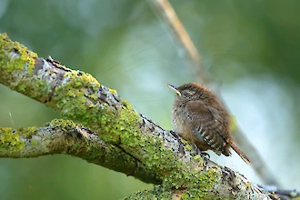 Wren (Troglodytes troglodytes)