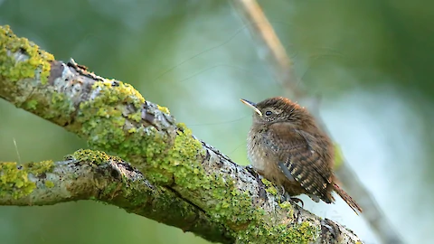 Zaunkoenig (Troglodytes troglodytes)