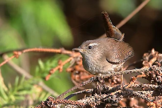 Wren (Troglodytes troglodytes)