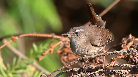Zaunkönig (Troglodytes troglodytes)