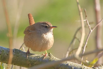 Wren (Troglodytes troglodytes)