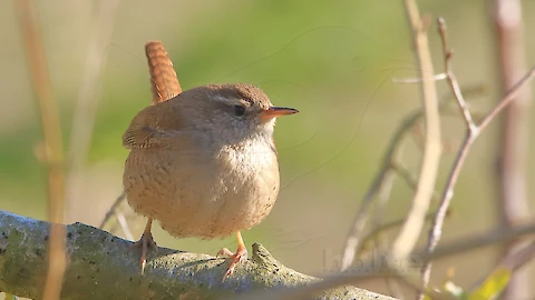 Zaunkönig (Troglodytes troglodytes)