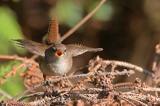 Wren (Troglodytes troglodytes)
